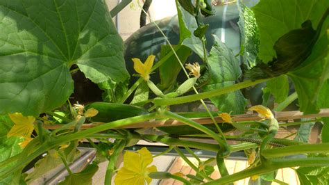 Cucumbers Not Forming — Bbc Gardeners World Magazine