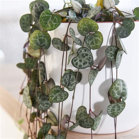 Ceropegia Woodii String Of Hearts Rare Succulent Plant Shown Etsy