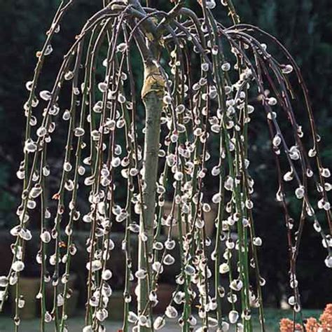 Dwarf Weeping Pussy Willow Tree Telegraph
