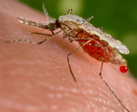 The Parasite And Its Vectors Scientists Against Malaria