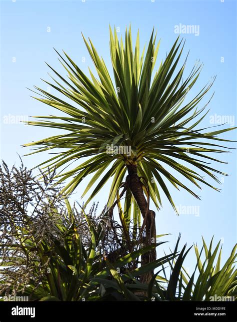 A Palm Tree Backlit By The Sun Stock Photo Alamy