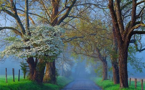 Spring Mist Wallpapers Wallpaper Cave