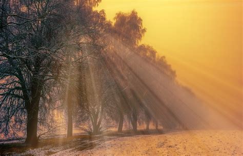 Foggy Trees Winter Hd Nature 4k Wallpapers Images Backgrounds
