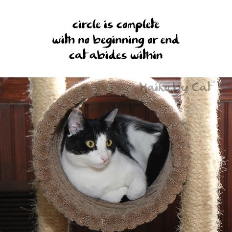 Basically just click the dots and create a circle to catch the cat. Haiku by Cat: Circle : Life with Dogs and Cats