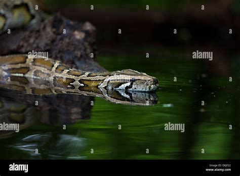 Burmese Python Python Snake Molurus Bivittatus Stock Photo Alamy