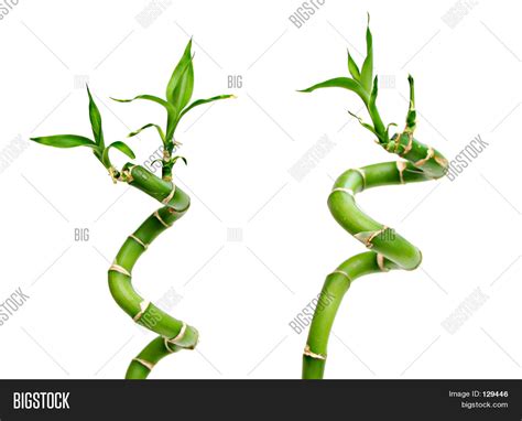 Bamboo Image And Photo Free Trial Bigstock
