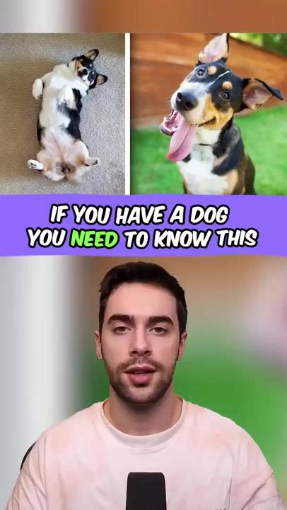 If You Have A Dog You Need To Know This Reels Viral Fyp Amazing