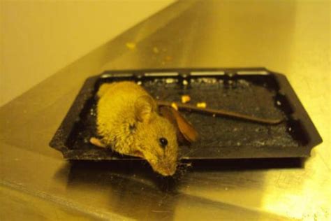 6 Steps To Save Animals Stuck On Glue Traps Peta
