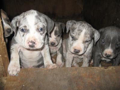 Champagne pitbull puppies for sale, bluenose pitbull dogs for sale american pit bull terrier, puppy pitbull. Blue Merle Pit Bull Puppies » Pit Bull Social - Pit Bull ...