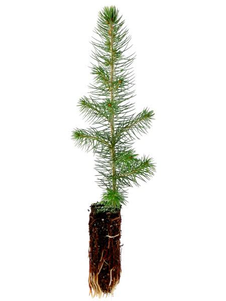Blue Spruce And Colorado Spruce Tree Seedlings For Sale Treetimeca