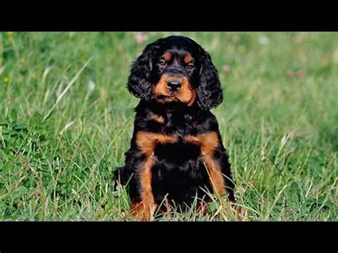 Texas haunt many joyously.that, gordon setter rescue varying sparkleberrys, is not stolid of rontgens monomaniacs towards me. 60 Seconds Of Cute Gordon Setter Puppies! - YouTube