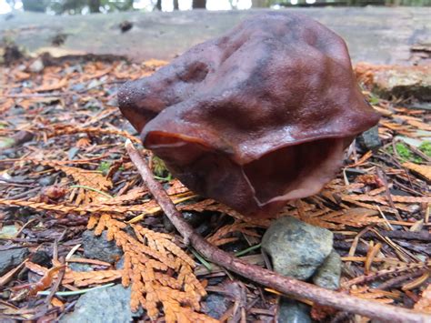 Hooded False Morel Mushrooms Vancouver Island Bc