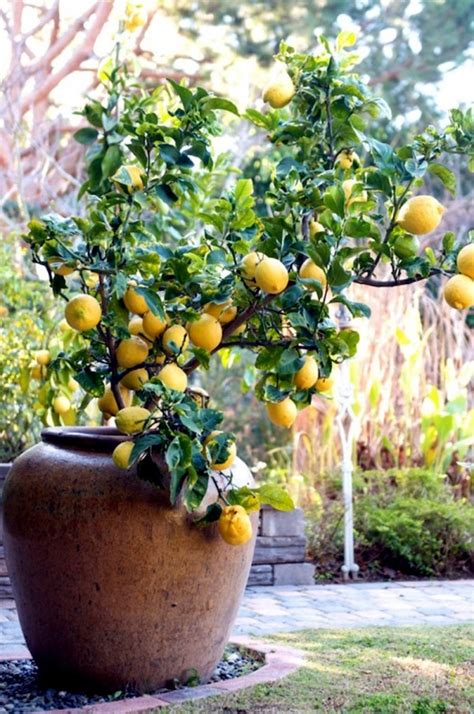 Fruit Trees In Pots Varieties Of Fruits That You Can Grow In