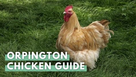 Orpington Chicken Breed Everything You Need To Know