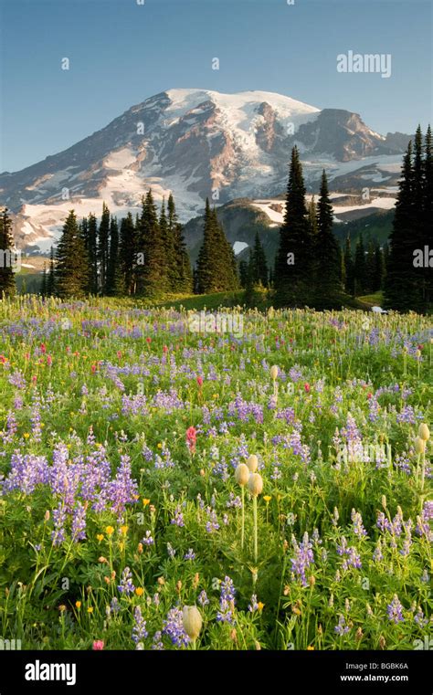 Summer Wildflowers Mt Rainier National Park Washington Stock Photo
