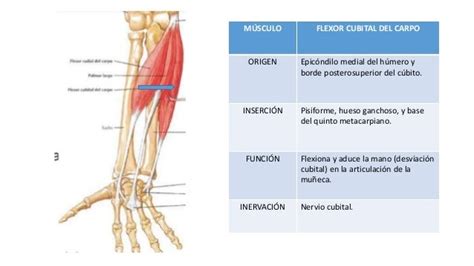 Músculos Miembro Superior