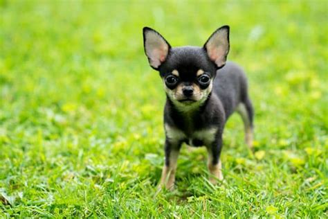 We have covered large, medium, and small dog breeds price lists!the prices mentioned below are subject to availability we at dogisworld suggest every dog parent to adopt a dog instead of buying it. table of contents. Chihuahua Price