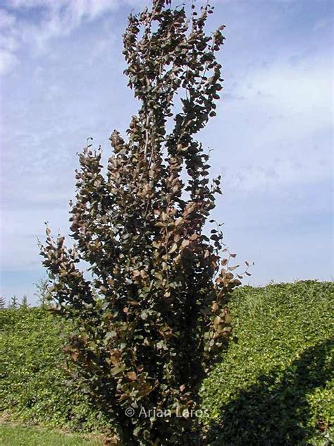 Fagus Sylvatica ‘dawyck Purple Plantentuin Esveld