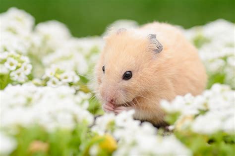 Good Names For Girl Hamsters Pet Ponder