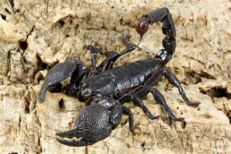 Scorpion Species