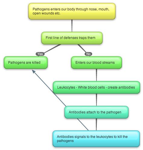 immune system flow chart