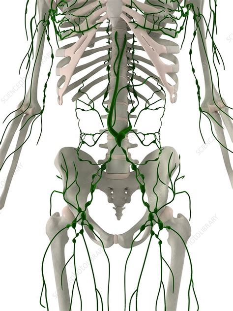 Lymphatic System Artwork Stock Image F0041698 Science Photo Library