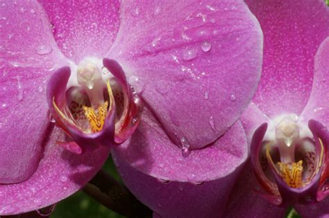 Filebeautiful Pink Orchid Flower Photo Wikimedia Commons