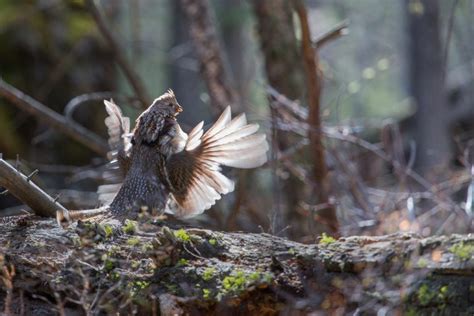 Ruffed Grouse Facts Habitat Lifespan Diet And Pictures