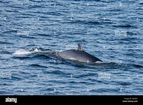 Canada Quebec Saguenay Saguenayst Lawrence Marine Park Whale