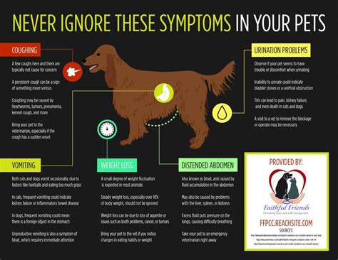 Never Ignore These Symptoms In Your Pets Symptoms Infographic Pets