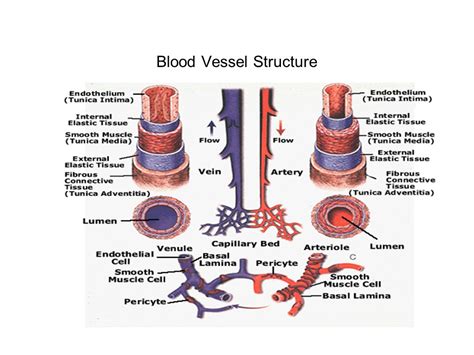 Blood Vessels Structure Function Layers Characteristics And How Blood Vessels Work Science