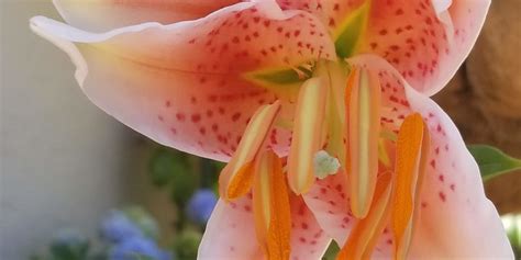 Oriental Lily Sunnyvale Garden