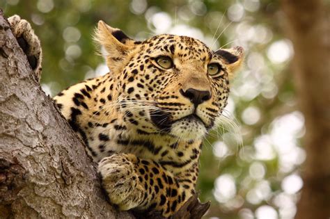 Jaguar On Tree Background Wallpaper 19371 - Baltana