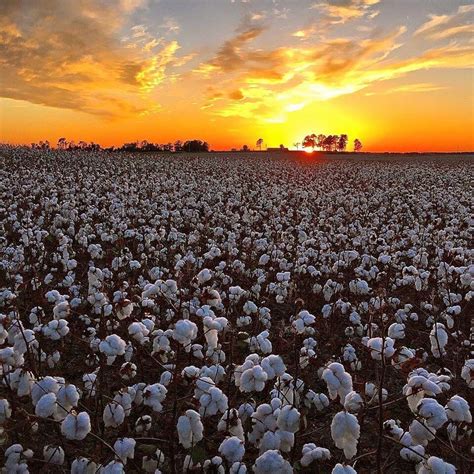Cotton Field In Alabama Cotton Fields Landscape Landscape Pictures