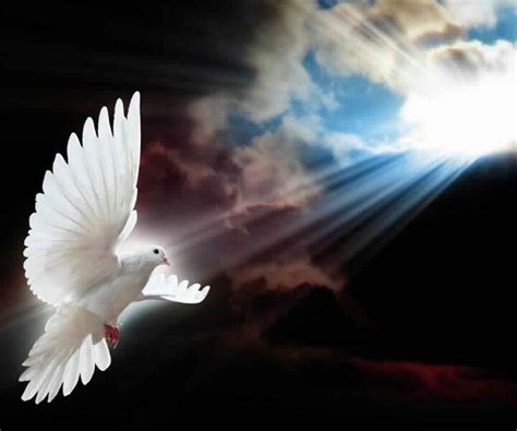 Dove From Heaven Saint Esprit Peace Dove White Doves Birds Of