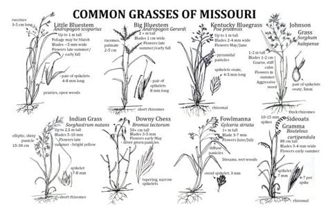 Common Grasses Of Missouri Missouris Natural Heritage Washington