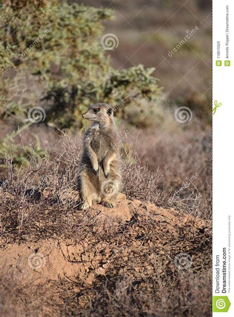 A Cute Meerkat In The Desert Of Oudtshoorn South Africa Stock Photo