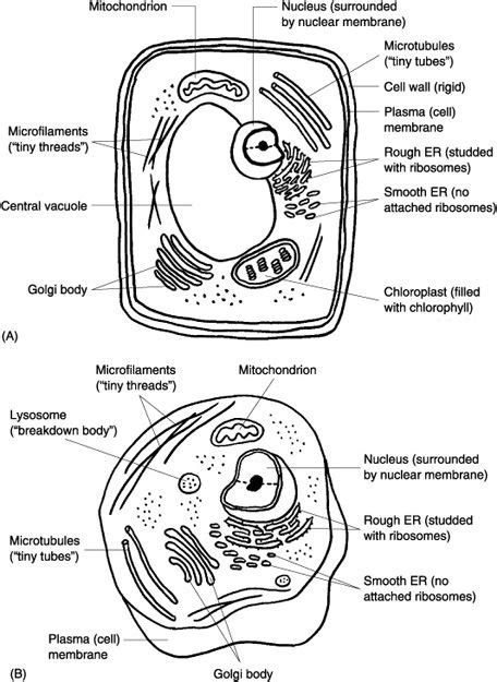 Maybe you would like to learn more about one of these? 14 Best Images of Labeled Plant Cell Parts Worksheet ...
