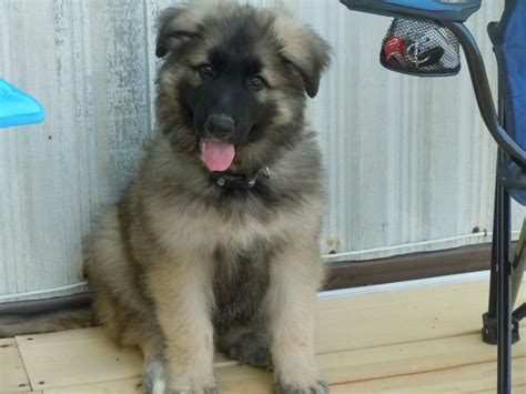 Sable Silver Sable Sable Long Haired German Shepherd Puppies Puppies