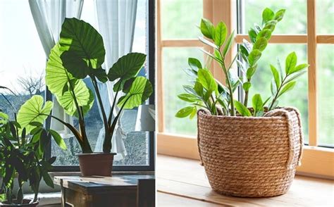 Zulily Shop Houseplants And Succulents Up To 40 Off From Just 1699