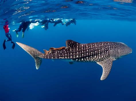 Whale Shark Swim Tours Exmouth Whaleshark Tours And Coral Bay