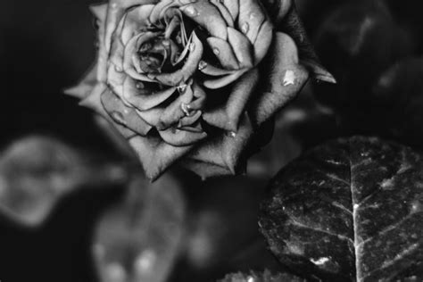 Black Rose Aesthetic Pc Wallpapers Top Free Black Rose Aesthetic Pc