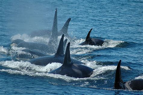 Featured Whale Watching British Columbia Travel And Adventure Vacations