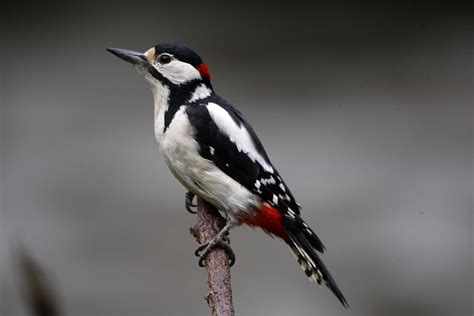 Great Spotted Woodpecker On A Branch Image Free Stock Photo Public