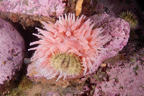 Anemone Eating Urchin Stock Image C0250916 Science Photo Library