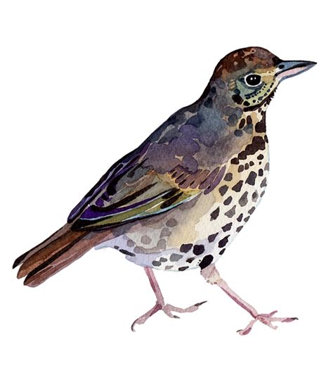 Watercolour Illustrations Holly Exley Illustrator Watercolour Bird