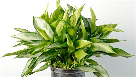 Best Indoor Shade Plants For Low Light Rooms