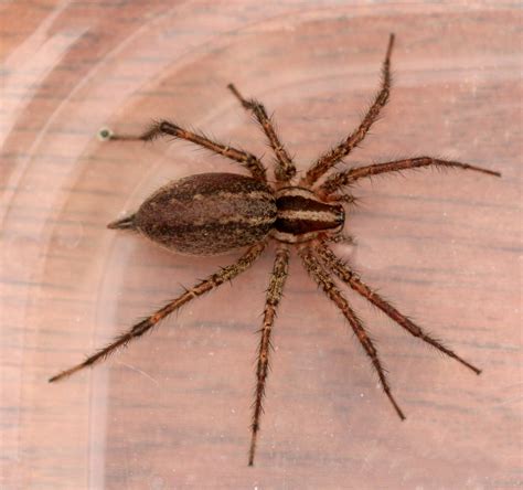 Brown Recluse Free Large Images