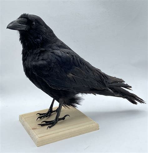 Gothic Macabre Mounted Taxidermy Carrion Crow Corvus Corone 1