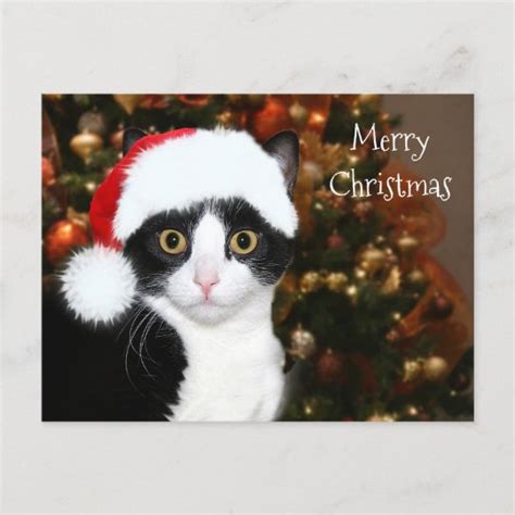 Tuxedo Cat Christmas Holiday Postcard